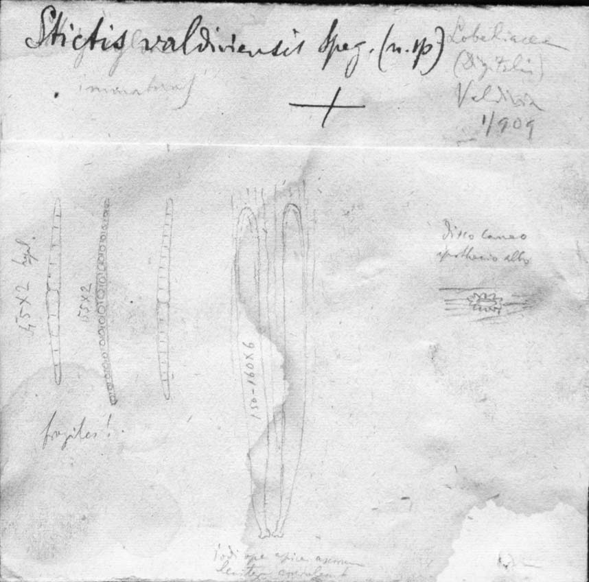 dibujo de Stictis valdiviensis Speg.