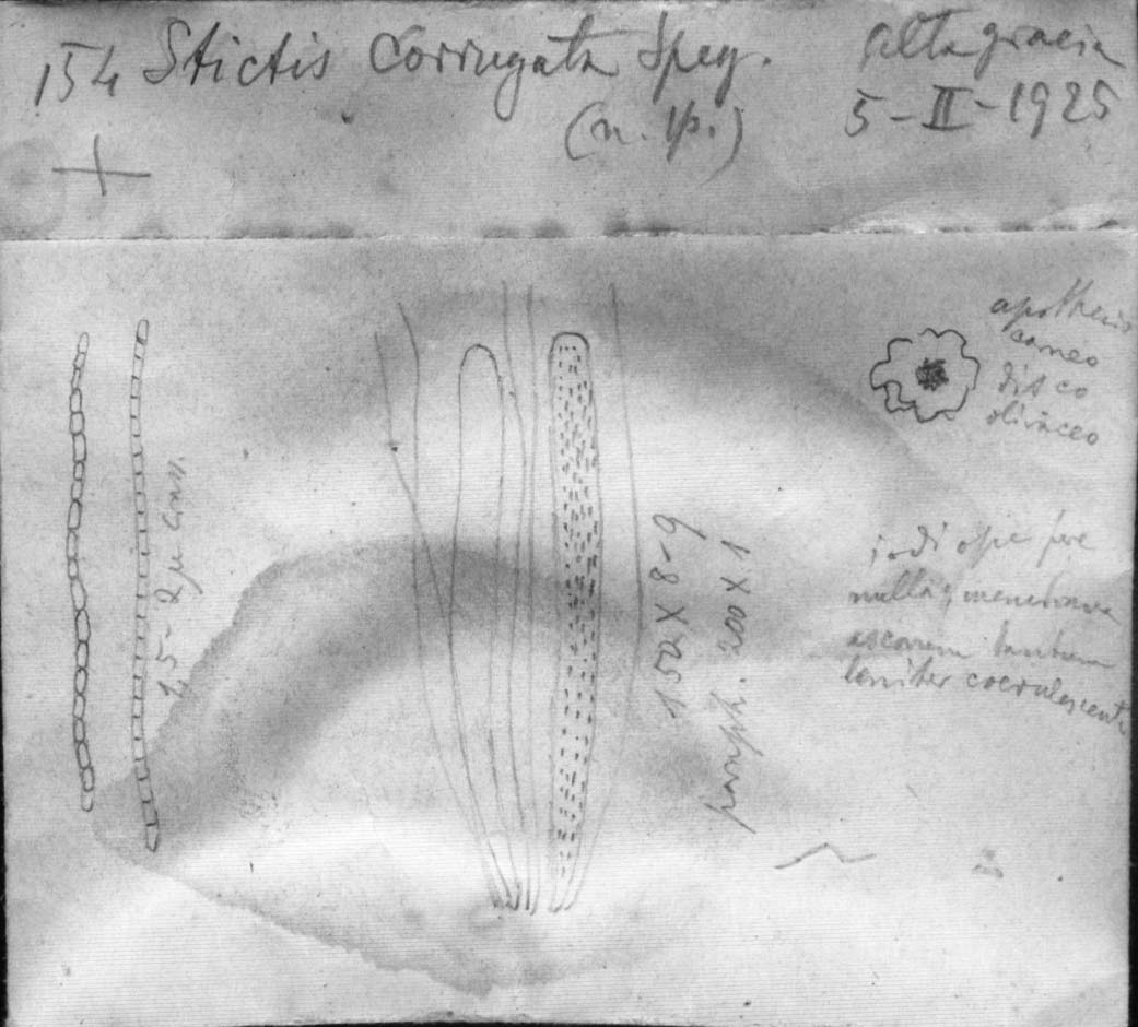 dibujo de Stictis corrugata Speg.