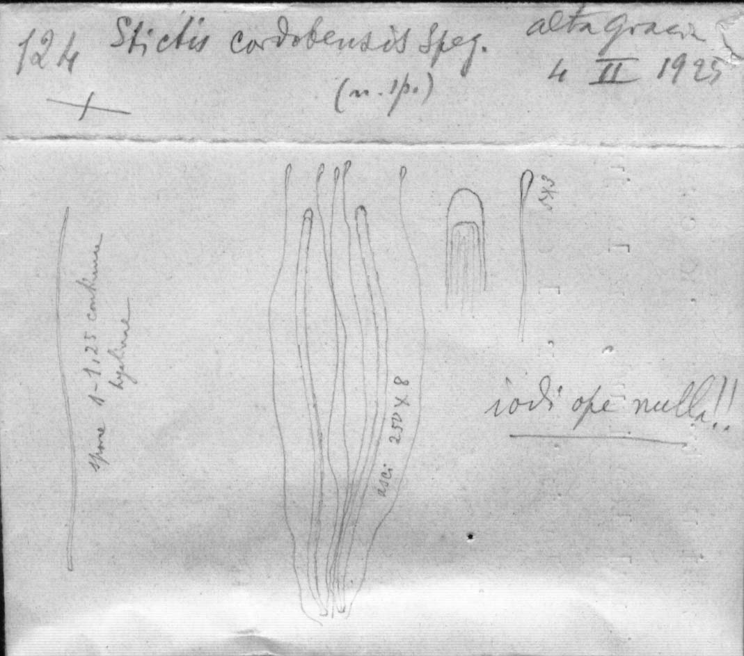 dibujo de Stictis cordobensis Speg.