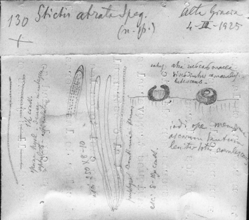 dibujo de Stictis atrata Speg.