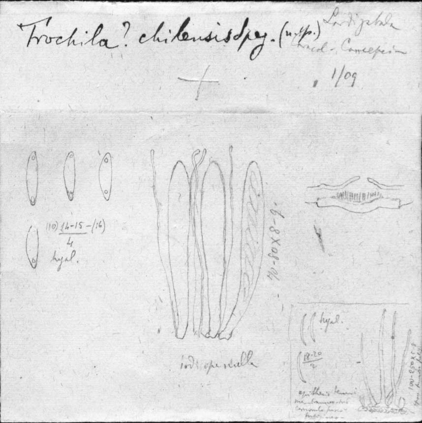 dibujo de Trochila chilensis Speg.