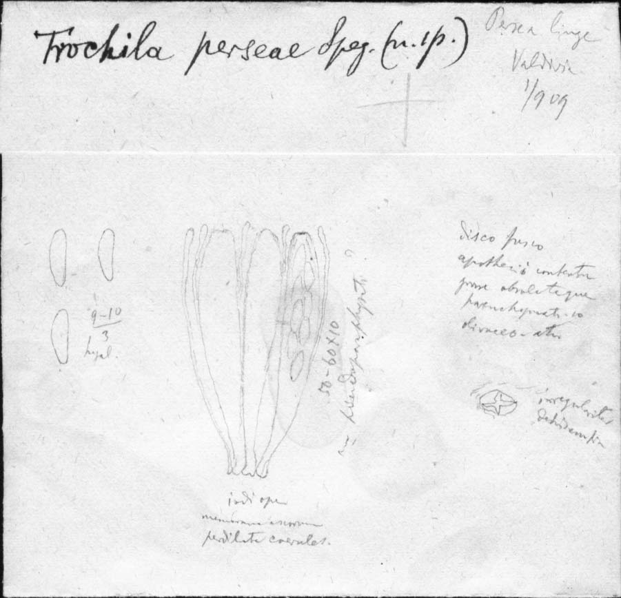 dibujo de Trochila perseae Speg.