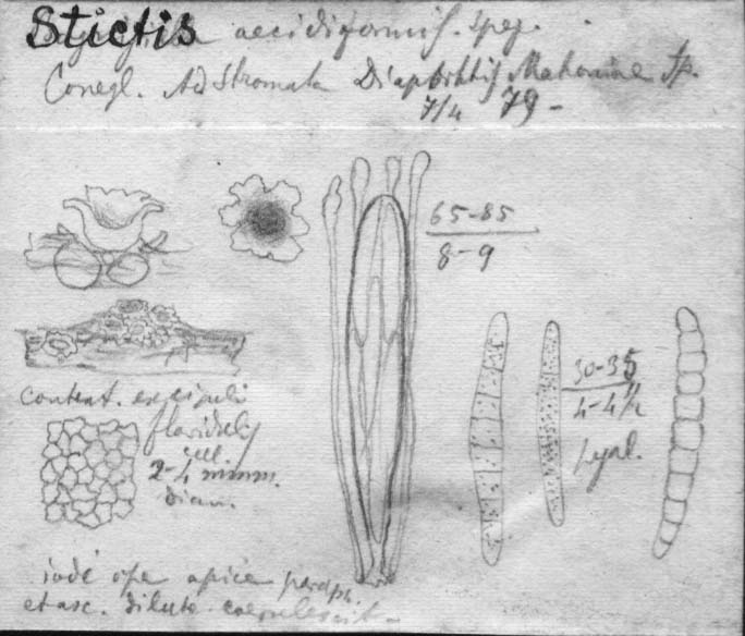 dibujo de Stictis aecidiiformis Speg.