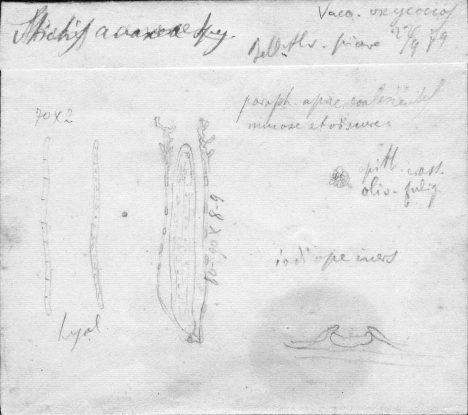 dibujo de Stictis anaxaea Speg.