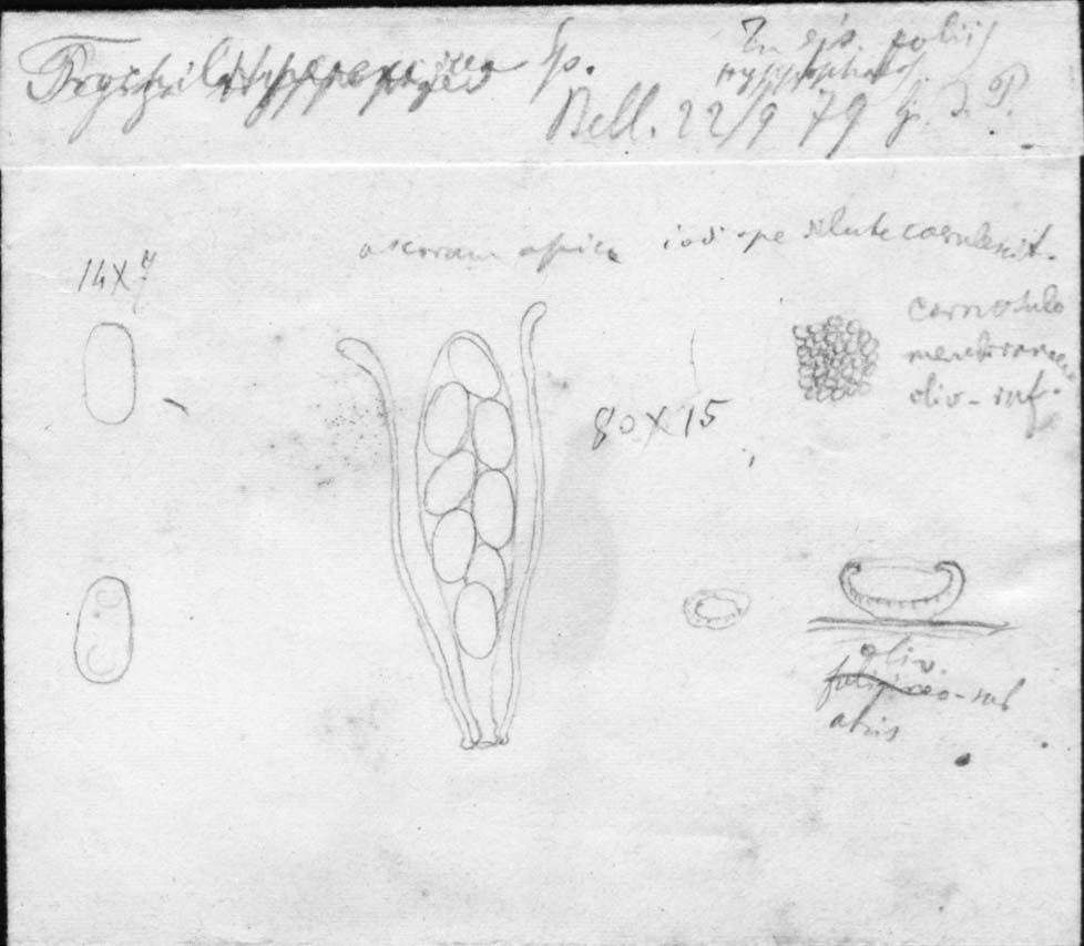 dibujo de Trochila perexigua Speg.