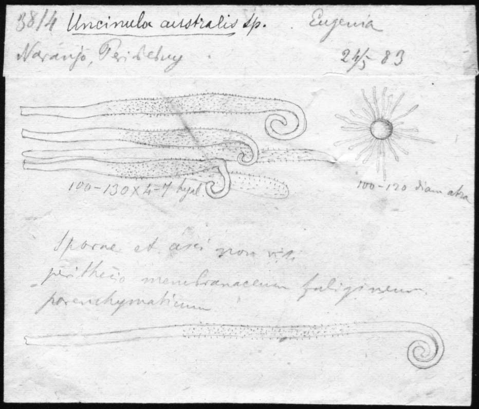 dibujo de Uncinula australis Speg.
