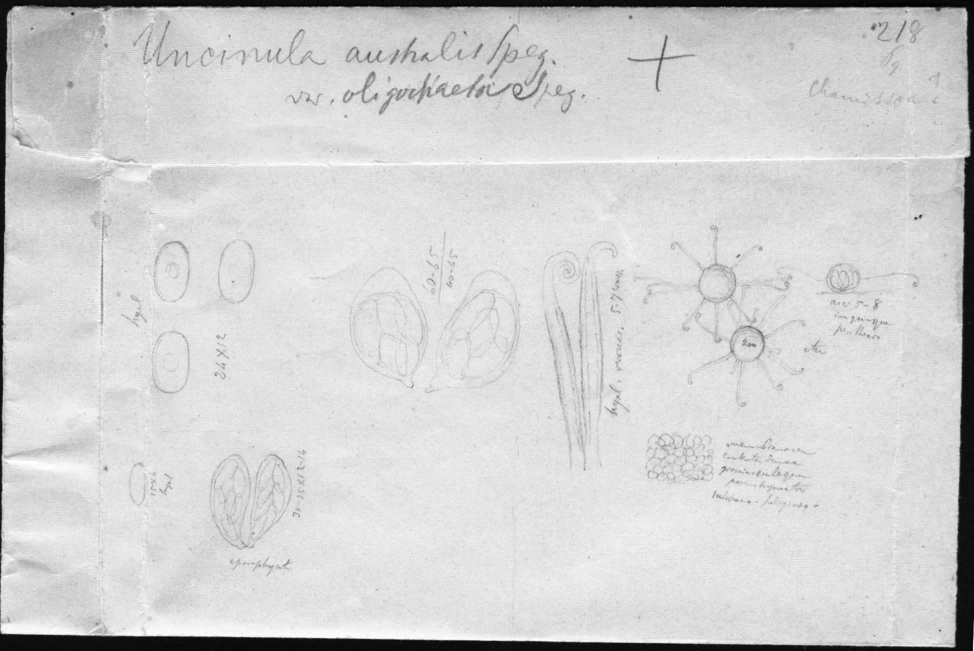 dibujo de Uncinula australis Speg.