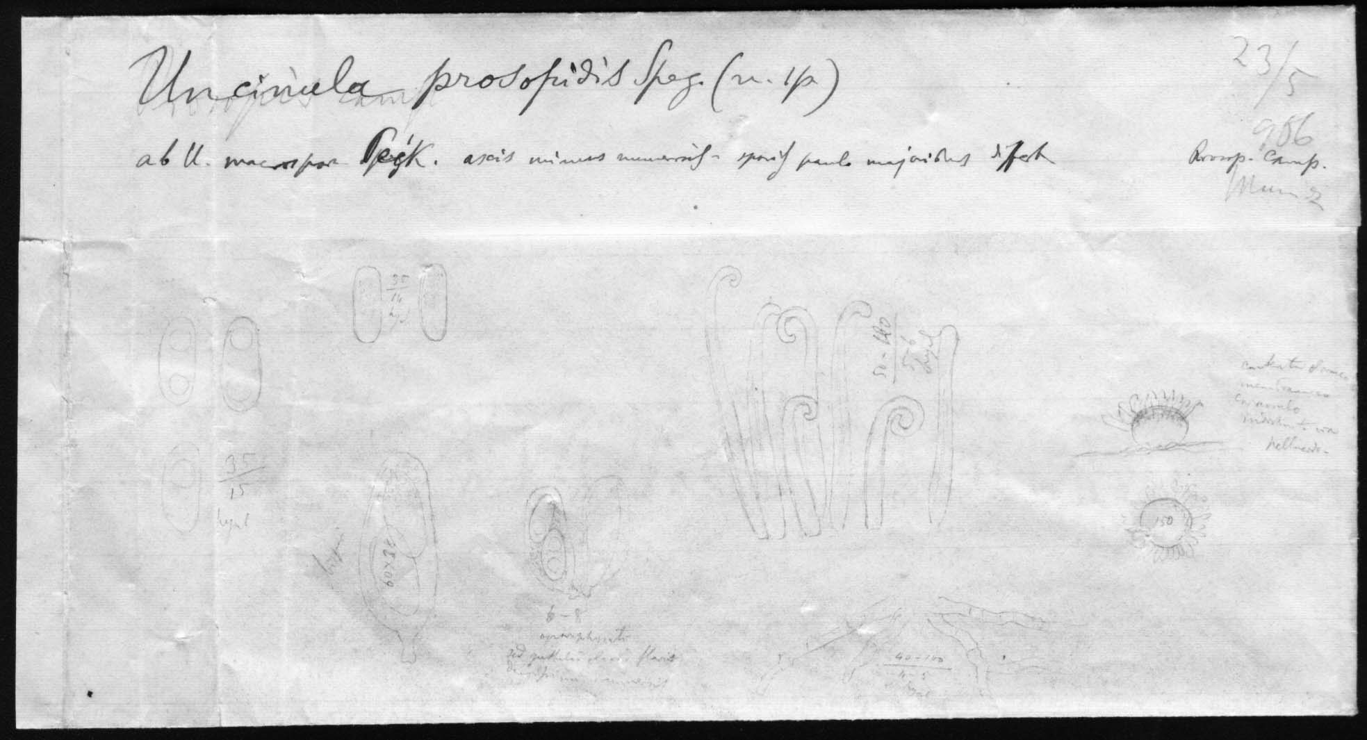 dibujo de Uncinula prosopidis Speg.