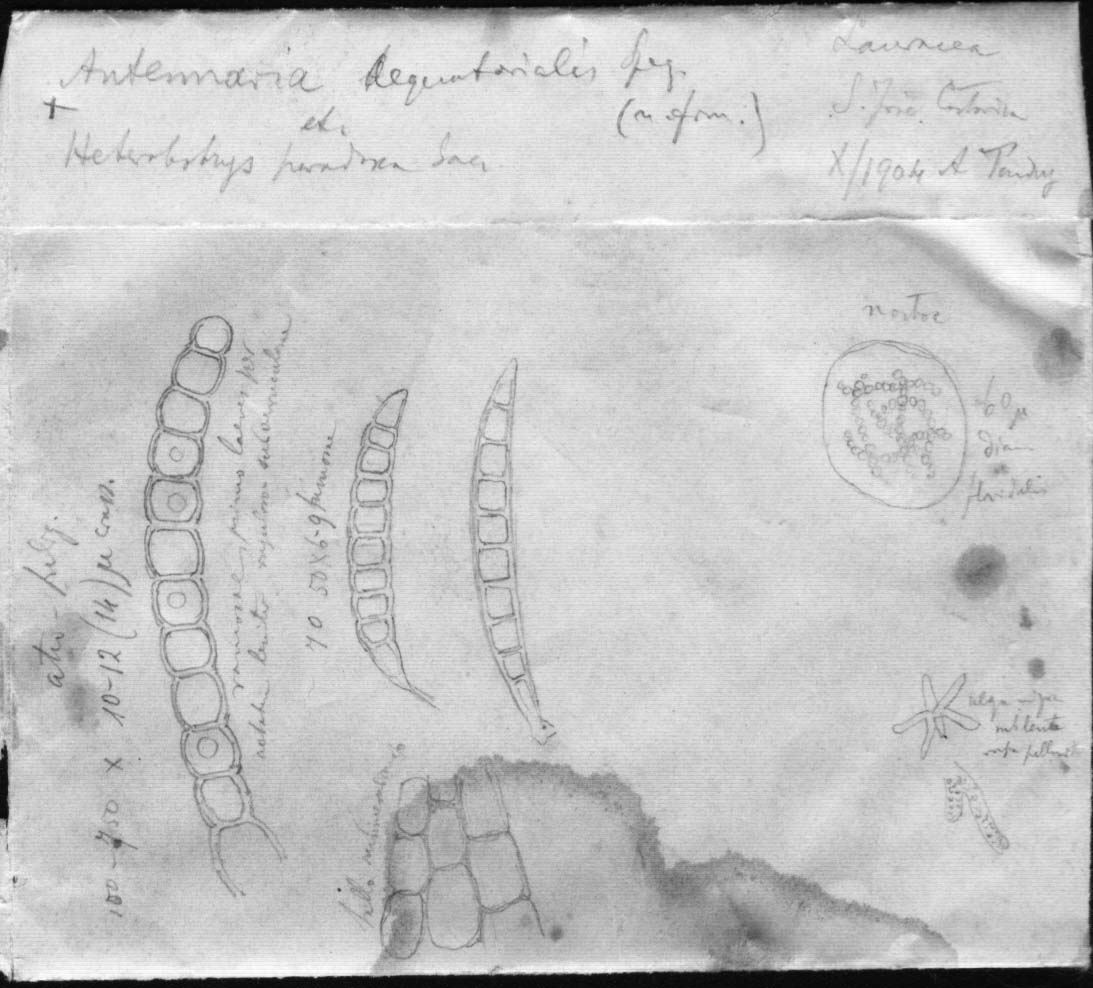 dibujo de Antennaria aequatorialis Speg.