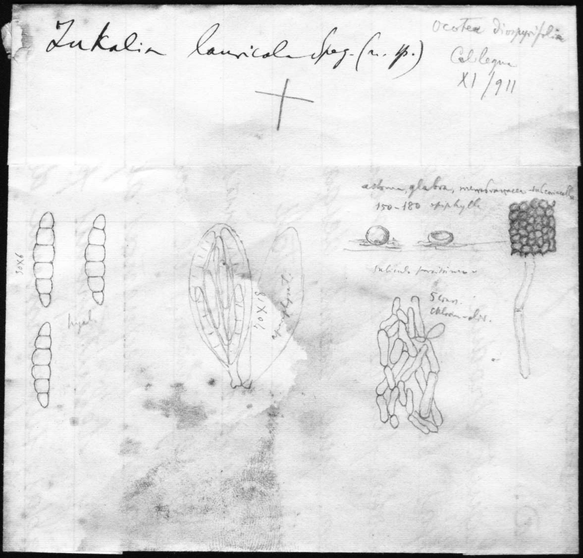 dibujo de Zukalia lauricola Speg.