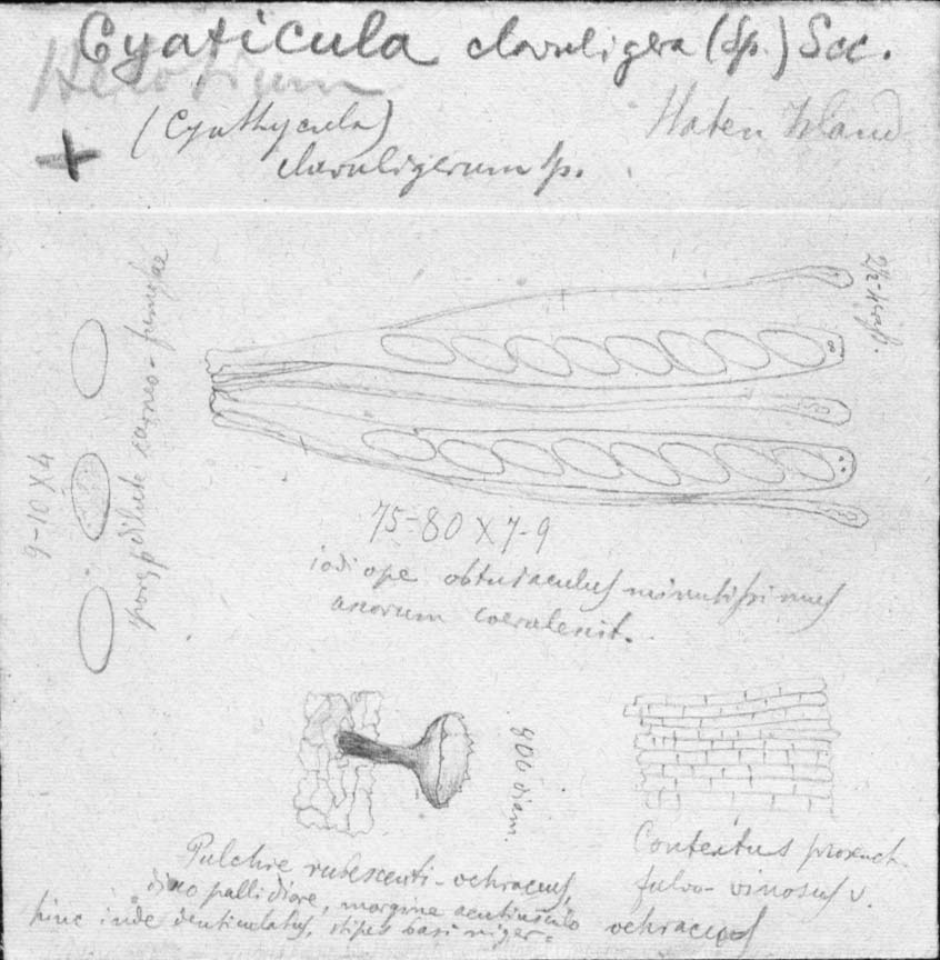 dibujo de Helotium clavuligerum Speg.