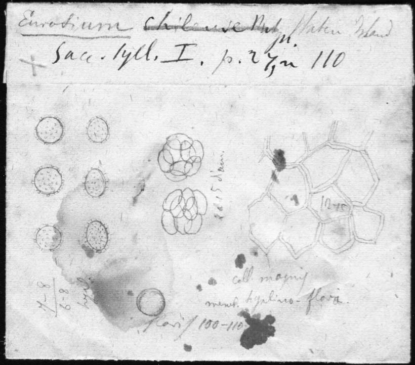 dibujo de Eurotium herbariorum var. fuegianum Speg.