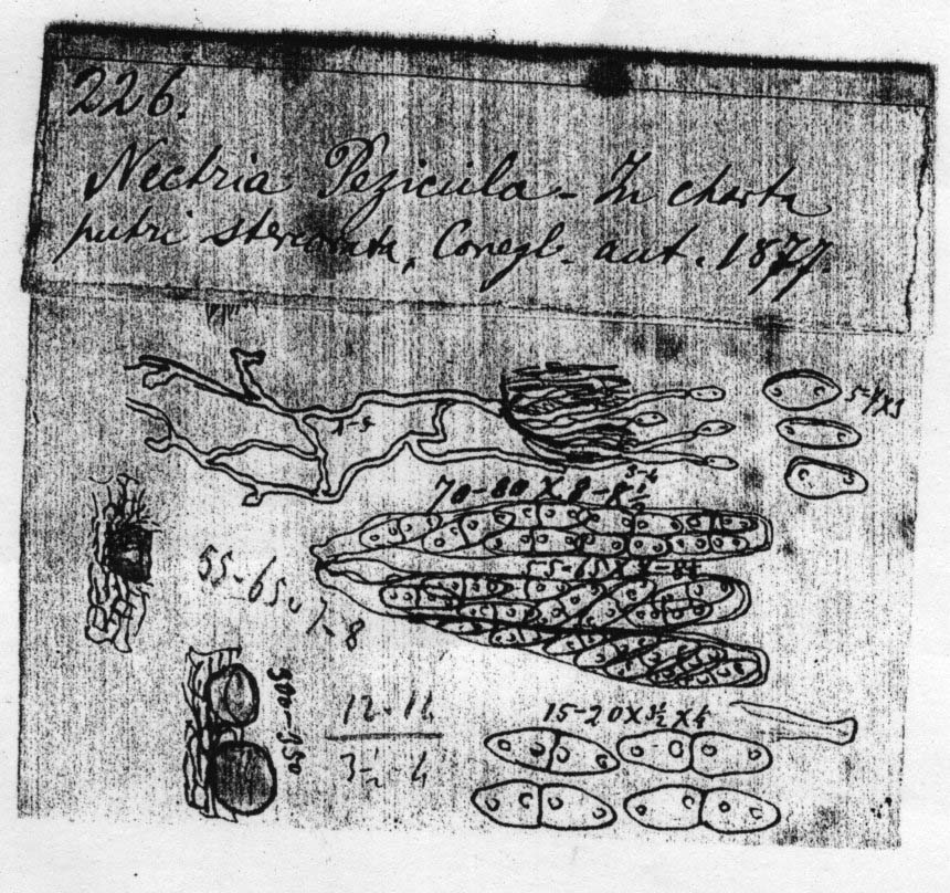 dibujo de Nectria pezicula Speg.