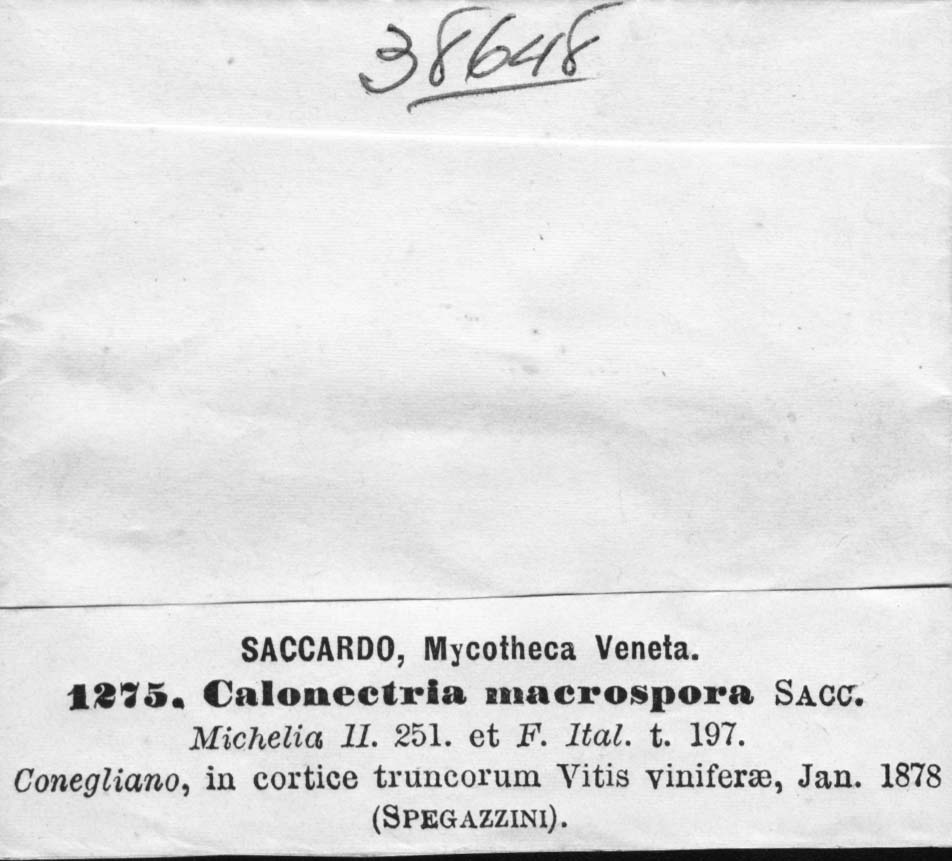dibujo de Calonectria macrospora Sacc. & Speg.