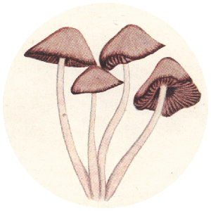 Psathyrella trinitatensis