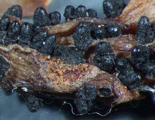 Tripospora venezuelensis en hojas muertas de Podocarpus rospigliosi - Tripospora venezuelensis on dead leaves of Podocarpus rospigliosi