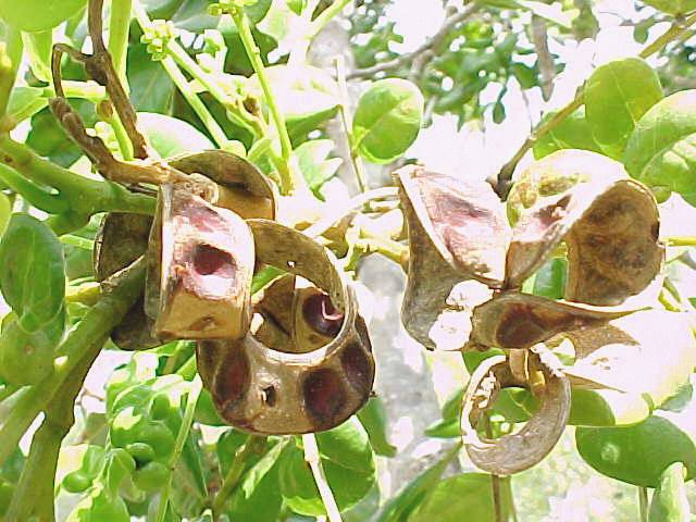 Abarema obovalis, frutos