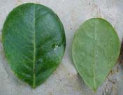 Abarema obovalis, foliolos vivos