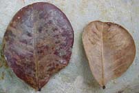 Abarema obovalis, foliolos muertos