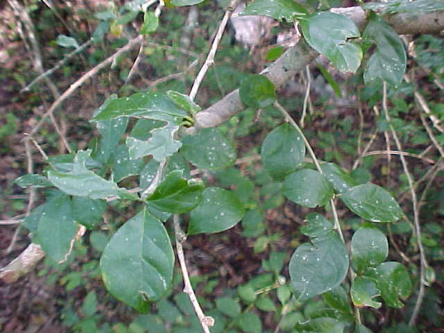 Adelia ricinella, ramas