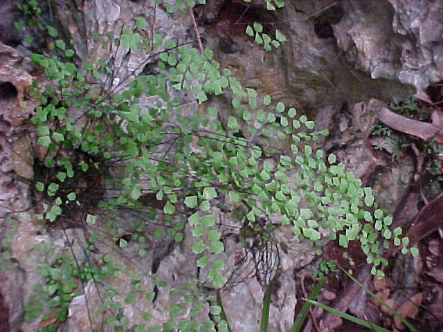 Adiantum fragile