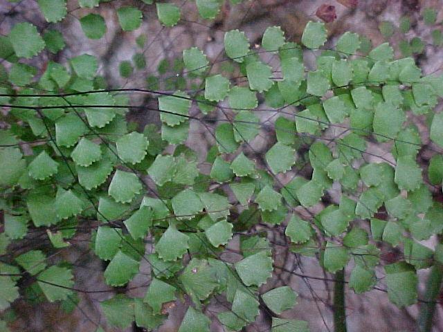 Adiantum fragile, leaves
