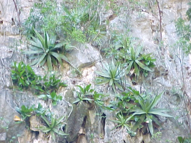 Agave tubulata, h&aacute;bito