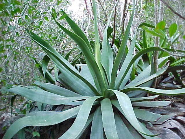 Agave tubulata