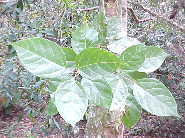 Alchornea latifolia