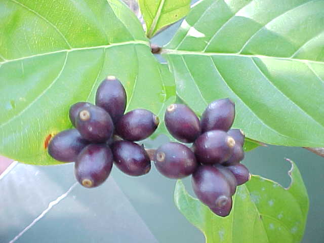 Amaioua corymbosa, fruit