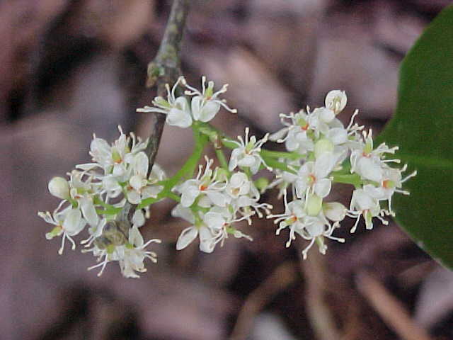 Amyris balsamifera, inflorescencias