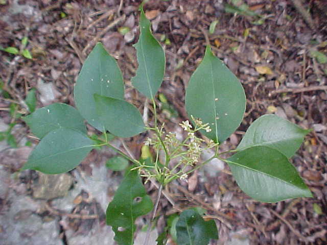 Amyris balsamifera, branch
