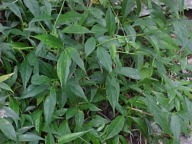 Ancistranthus harpochiloides