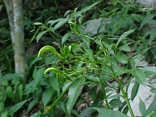 Ancistranthus harpochiloides, flor