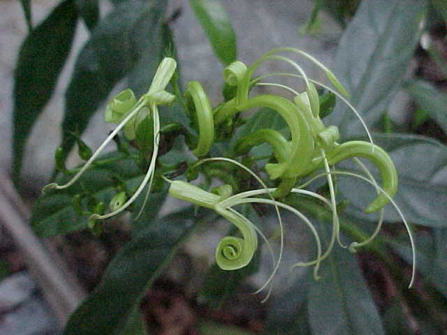 Ancistranthus harpochiloides, flor