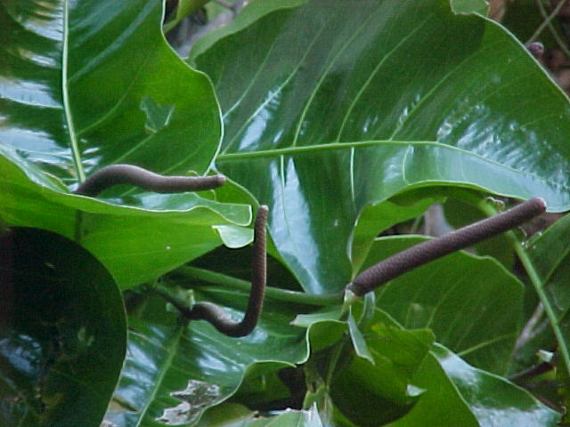 Anthurium venosum, flowers