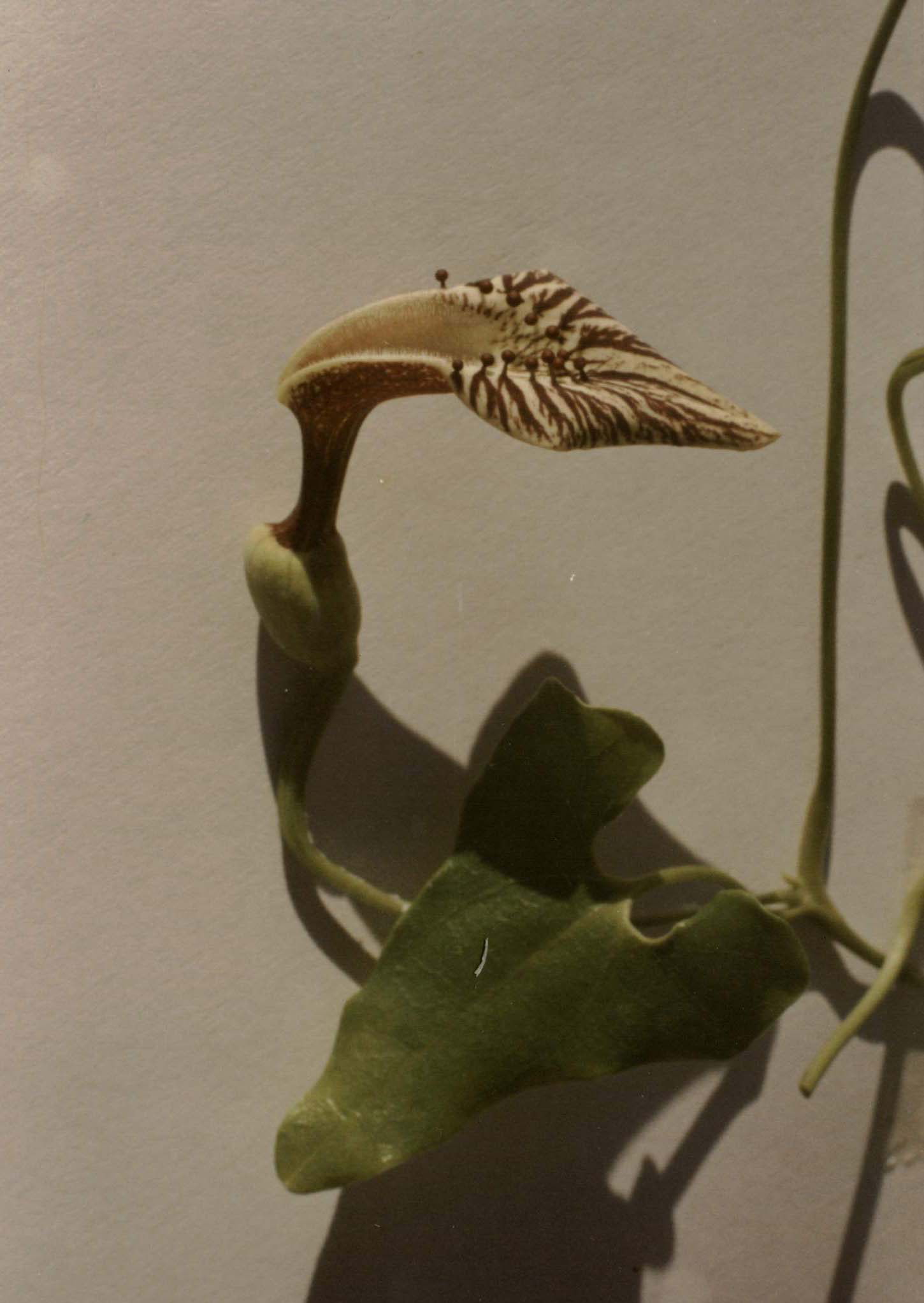 Aristolochia glandulosa