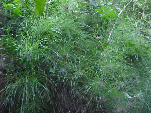 Arthrostylidium reflexum