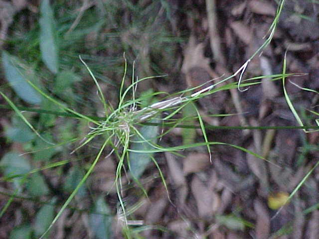 Arthrostylidium reflexum