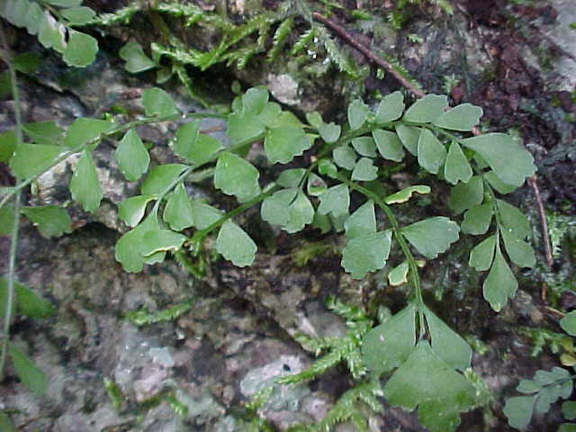 Asplenium dentatum