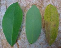 Ateleia gummifera, foliolos