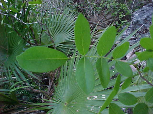 Ateleia gummifera, leaf