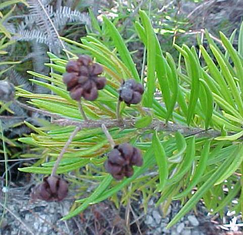 Befaria cubensis, fruit