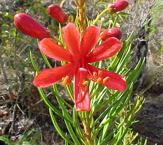 Befaria cubensis, flowers