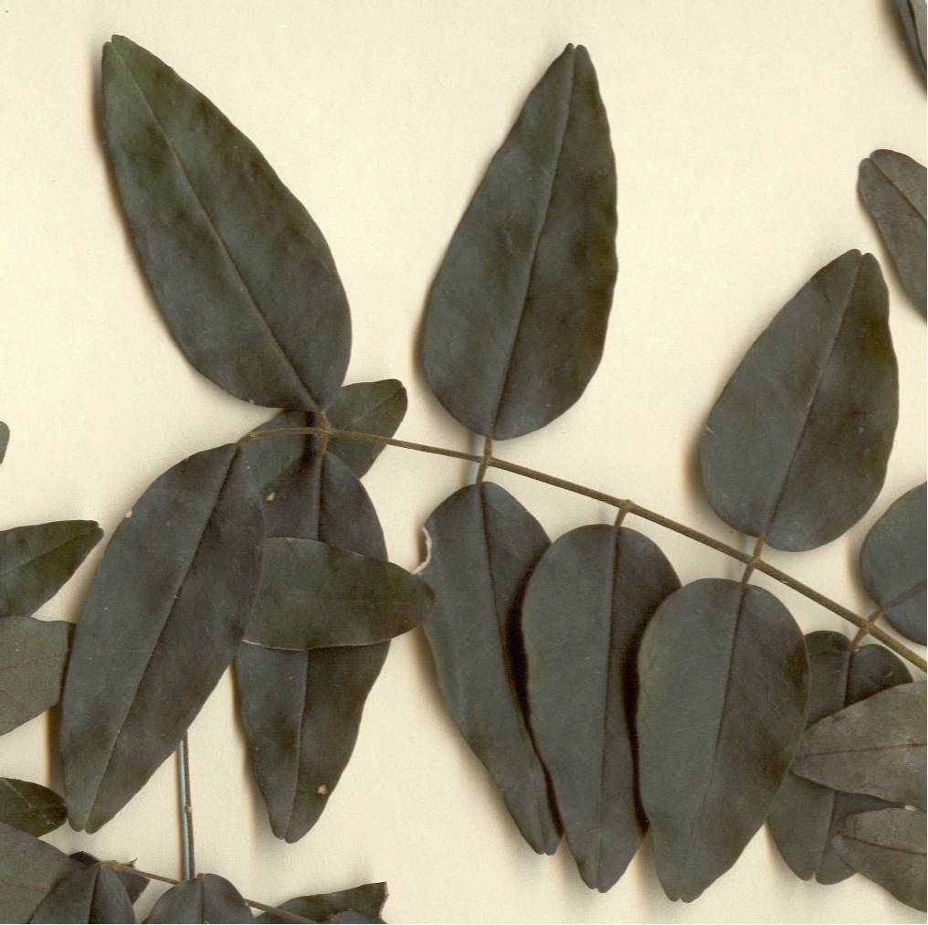 Behaimia cubensis, rama