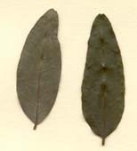 Behaimia cubensis, foliolos muertos