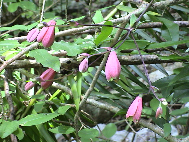 Bomarea edulis, flowers
