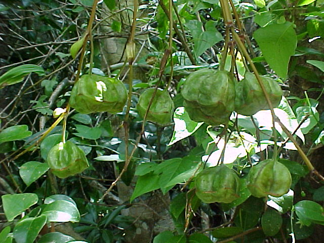 Bomarea edulis, fruits