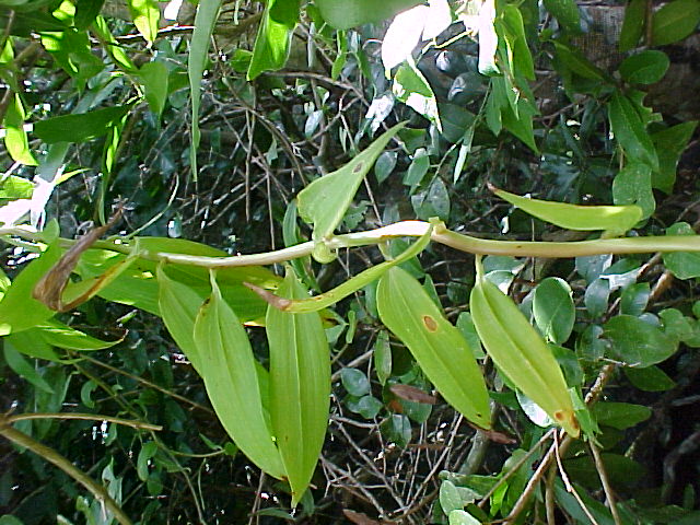Bomarea edulis