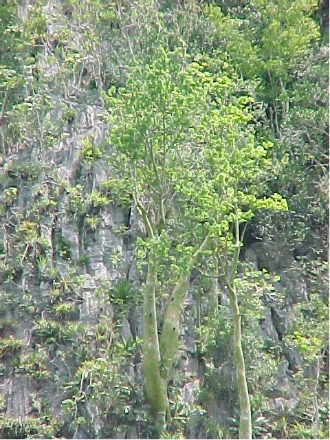 Bombacopsis cubensis